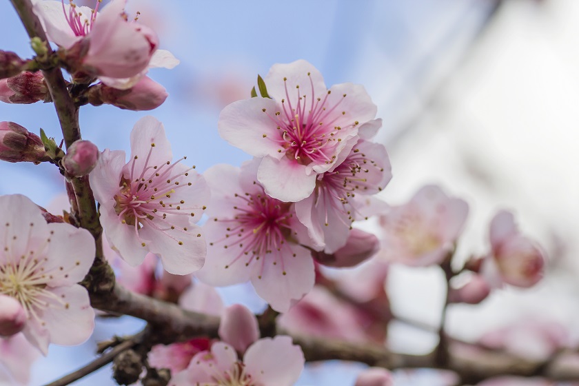 Visiting Japan To View The Plum Blossom